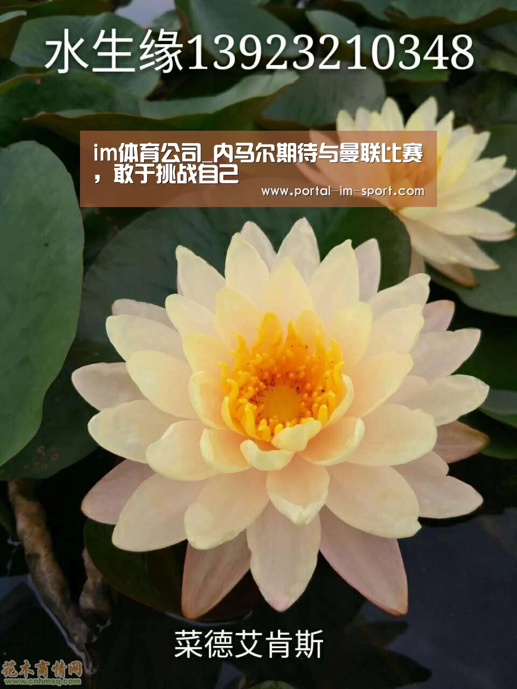 im体育下载